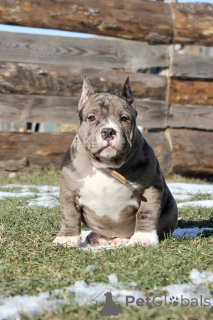 Photo №4. Je vais vendre american bully en ville de Riga. de la fourrière - prix - 2000€