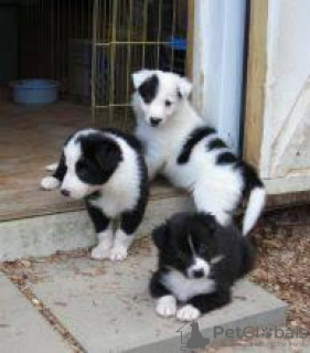 Photo №1. border collie - à vendre en ville de Vienna | négocié | Annonce №124802