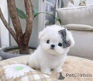 Photo №1. bichon maltais - à vendre en ville de Helsinki | négocié | Annonce №73844