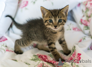 Photo №3. Chatons de 8 semaines tous garçons. USA