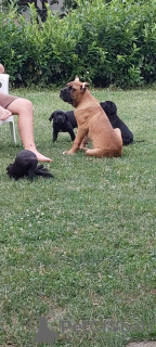 Photos supplémentaires: Chiots cane corso à vendre