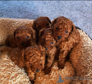 Photo №1. caniche (jouet) - à vendre en ville de Berne | négocié | Annonce №123430