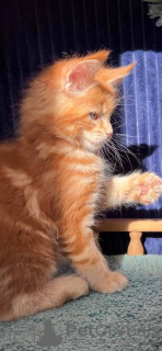 Photo №4. Je vais vendre maine coon en ville de Getafe. annonce privée, éleveur - prix - 315€