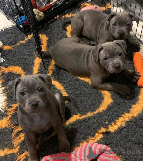 Photo №4. Je vais vendre staffordshire bull terrier en ville de Ansubrg. annonce privée, éleveur - prix - négocié
