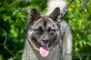 Photos supplémentaires: L'incroyable chien Nori est à la recherche d'un foyer !