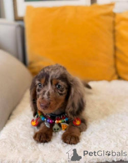 Photo №3. Tartes mignonnes. Ils sont prêts à être adoptés dans leur nouveau foyer. DM pour. USA