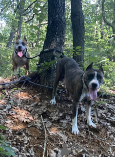 Photo №3. Une chance de saisir les animaux de compagnie de vos rêves (American Mastiff. Biélorussie