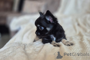 Photo №3. Chiot chihuahua disponible à donner. La finlande