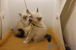 Photo №4. Je vais vendre sacré de birmanie en ville de Barra de Navidad. annonce privée - prix - 367€