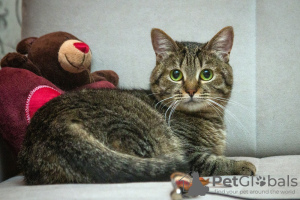 Photos supplémentaires: Monica le chat cherche un foyer