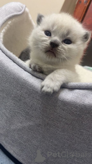 Photo №1. british longhair - à vendre en ville de Braunschweig | 380€ | Annonce № 166921