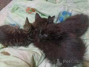 Photo №1.  - à vendre en ville de Saint-Pétersbourg | négocié | Annonce № 146294