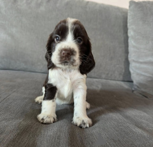 Photo №3. Urocze szczenięta anielskiego cocker spaniela do adopji.. Pologne