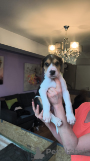 Photo №2 de l'annonce № 166244 de la vente chien russe - acheter à Allemagne annonce privée