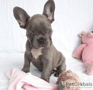 Photo №2 de l'annonce № 133223 de la vente bouledogue - acheter à Luxembourg annonce privée