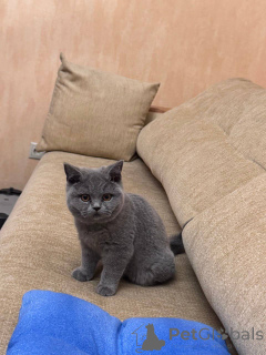 Photo №1. british shorthair - à vendre en ville de Bochum | négocié | Annonce № 166824