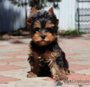 Photo №2 de l'annonce № 119352 de la vente yorkshire terrier - acheter à Allemagne annonce privée