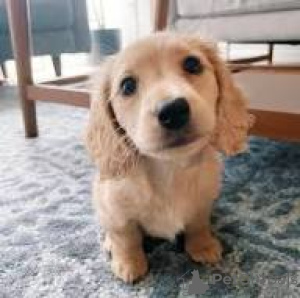 Photo №4. Je vais vendre teckel en ville de Belfast. annonce privée, éleveur - prix - 700€