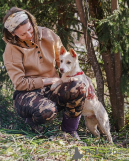 Photo №3. Chiot domestique sans égal Pilot est à la recherche d'un foyer. Fédération de Russie