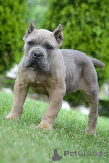 Photo №1. cane corso - à vendre en ville de Obrénovac | négocié | Annonce №168823
