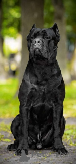 Photos supplémentaires: Chiots Cane Corso italien