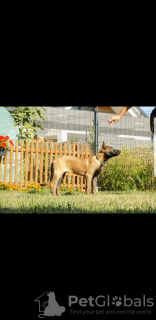 Photo №2 de l'annonce № 101610 de la vente berger belge - acheter à Pologne éleveur