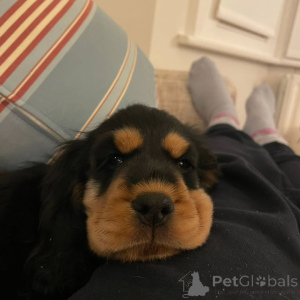 Photo №2 de l'annonce № 160714 de la vente cocker spaniel anglais - acheter à La finlande éleveur