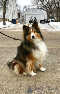 Photo №1. shetland (chien) - à vendre en ville de Aizlingen | 500€ | Annonce №157798