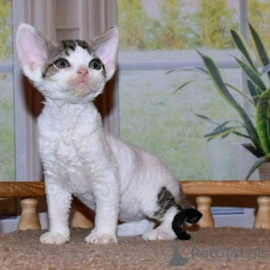 Photo №1. devon rex - à vendre en ville de Berlin | 300€ | Annonce № 137218
