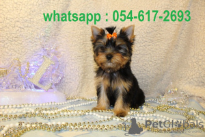 Photo №2 de l'annonce № 19571 de la vente yorkshire terrier - acheter à Israël annonce privée, éleveur
