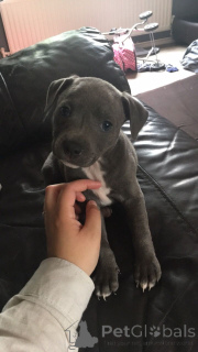 Photo №1. staffordshire bull terrier - à vendre en ville de Magdebourg | 400€ | Annonce №149049