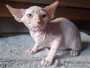 Photo №1. sphynx - à vendre en ville de Дармштадт | négocié | Annonce № 117212