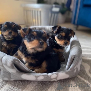 Photo №1. chien bâtard - à vendre en ville de Benidorm | négocié | Annonce №168293