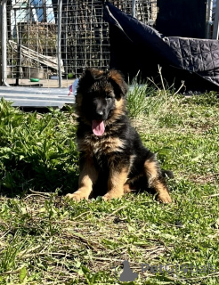 Photo №1. berger allemand - à vendre en ville de Irkoutsk | 377€ | Annonce №142478