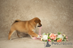 Photos supplémentaires: Merveilleux chiots shiba inu