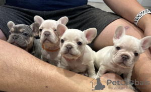 Photos supplémentaires: beaux chiots bouledogue français