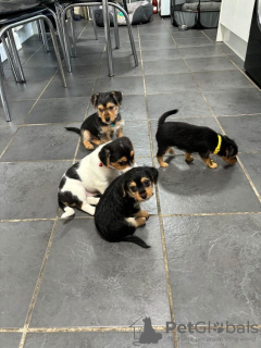 Photo №1. jack russell terrier - à vendre en ville de Londres | négocié | Annonce №120227