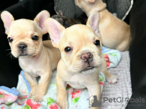 Photo №1. bouledogue - à vendre en ville de Tallinn | négocié | Annonce №124646