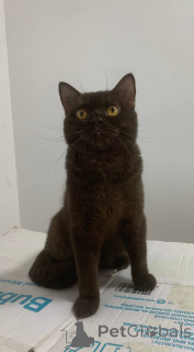 Photo №2 de l'annonce № 168163 de la vente british shorthair - acheter à La Grande-Bretagne annonce privée
