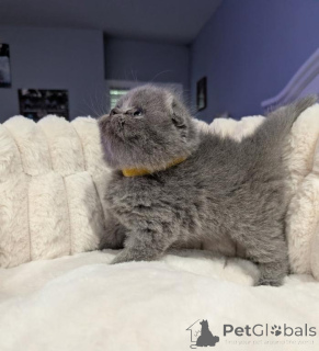 Photo №1. scottish fold - à vendre en ville de De Dettenheim | 350€ | Annonce № 177979