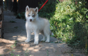 Photo №4. Je vais vendre husky de sibérie en ville de Perm. annonce privée - prix - négocié