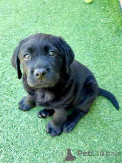Photo №1. labrador retriever - à vendre en ville de Nantes | négocié | Annonce №177478