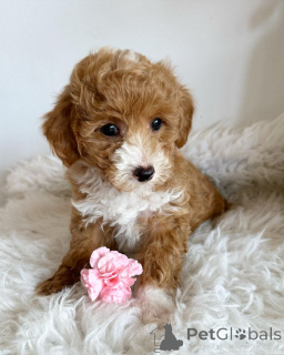 Photo №1. caniche (jouet) - à vendre en ville de Tübingen | négocié | Annonce №140719