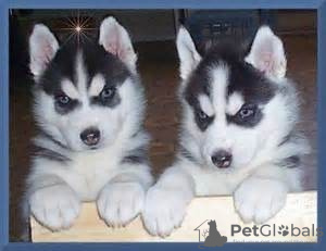 Photo №1. husky de sibérie - à vendre en ville de Калифорния Сити | négocié | Annonce №75882