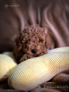 Photo №2 de l'annonce № 76623 de la vente caniche (jouet) - acheter à Serbie éleveur