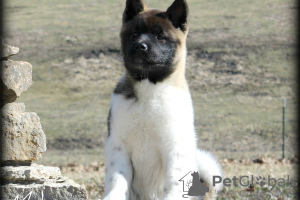 Photo №3. Chiots Akita au caractère bien socialisé. USA