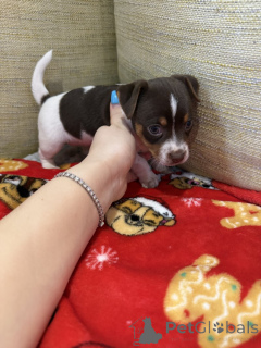 Photo №1. jack russell terrier - à vendre en ville de Joensuu | négocié | Annonce №162117