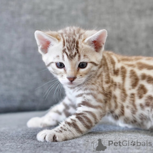 Photo №3. Rencontrez Léo, le golden boy au cœur sauvage et à l'âme douce. Né pour. Allemagne