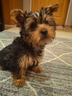 Photo №3. Chiot Yorkie.. Estonie