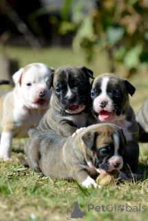 Photo №1. staffordshire bull terrier - à vendre en ville de Bon | négocié | Annonce №163891